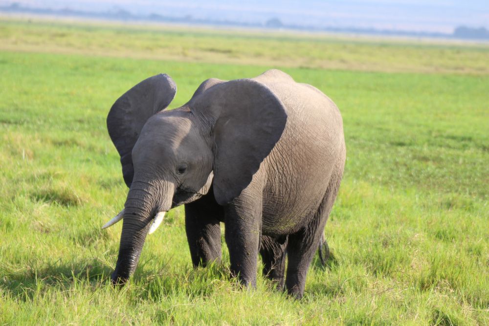 KEN_2019_1SLA_Elefant-im-Amboseli-Nationalpark-6.jpg