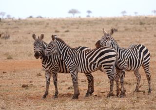 KEN_2019_1SLA_Zebras-im-Amboseli-19.jpg