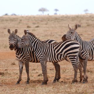 KEN_2019_1SLA_Zebras-im-Amboseli-19.jpg