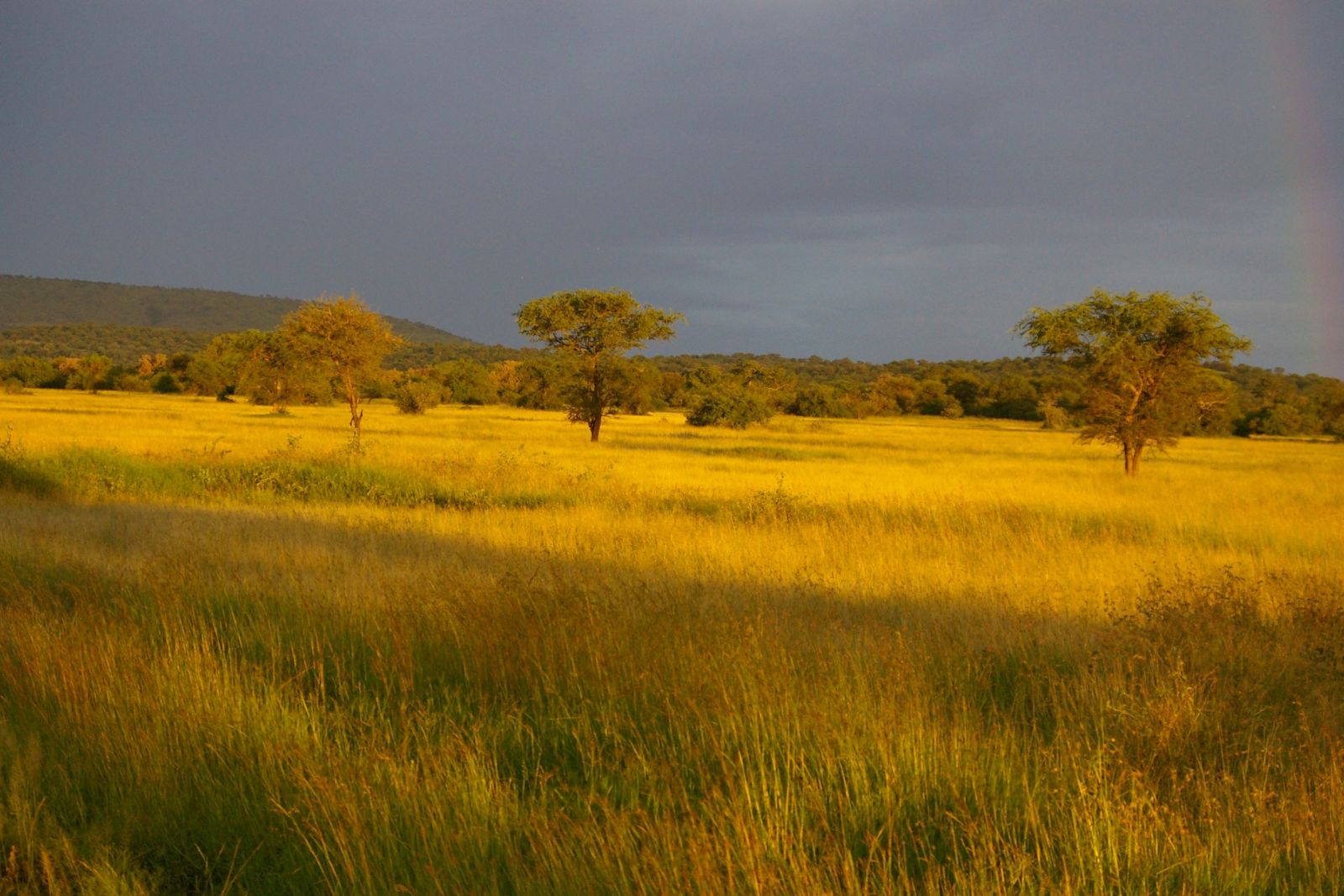 TANLTC_230519_1GVO_Savanne-Serengeti-NP.jpg
