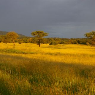 TANLTC_230519_1GVO_Savanne-Serengeti-NP.jpg