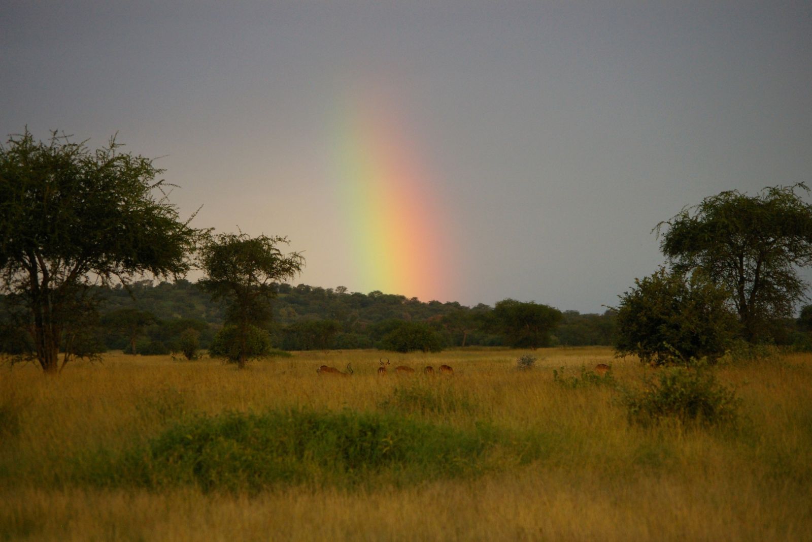 TANLTC_230519_1GVO_Regenbogen-ueber-der-Serengeti.jpg