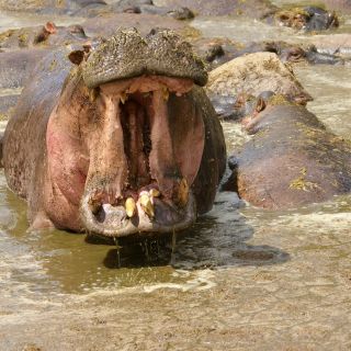 TANLTC_230519_1GVO_Hippo-in-der-Serengeti.jpg