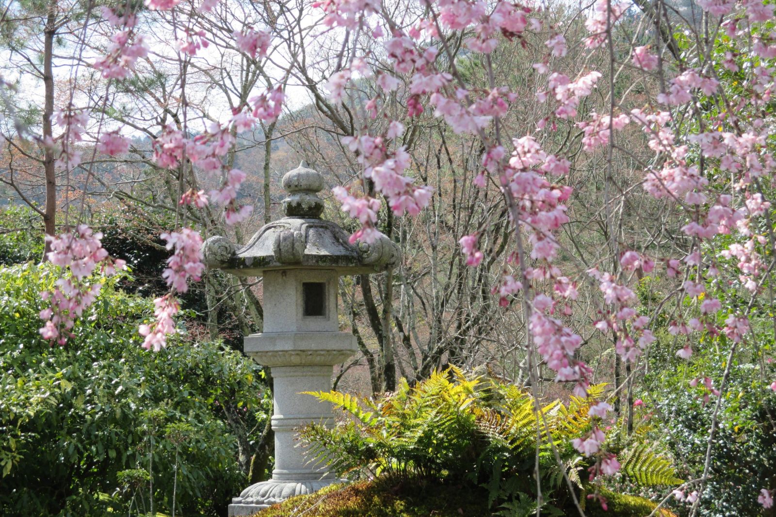 Die Kirschblüte in Japan ist ein unvergessliches Erlebnis.