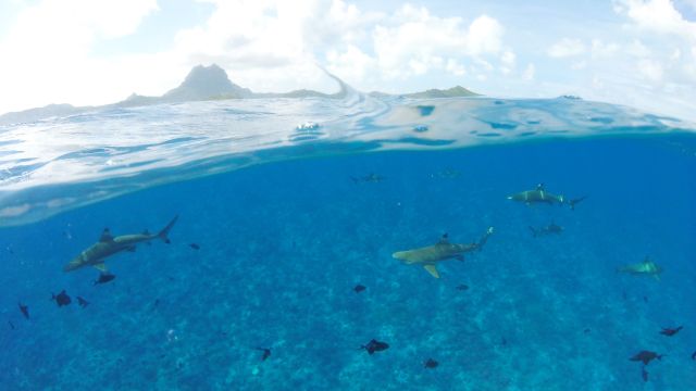 Schwarzspitzenriffhaie vor Bora Bora