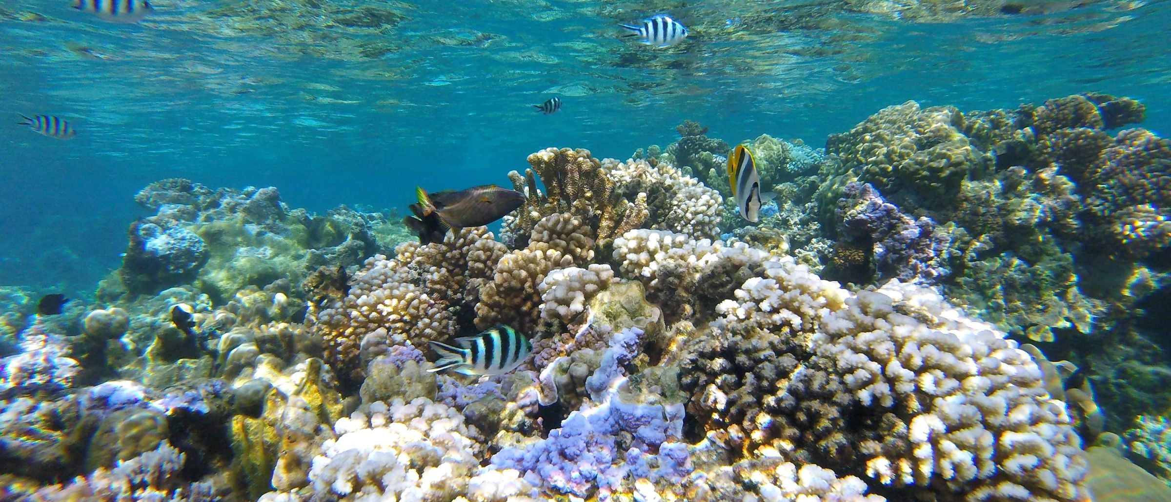 Korallengarten in der Lagune von Bora Bora