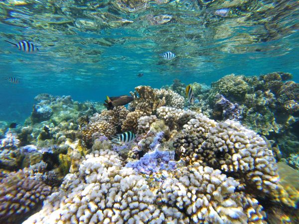 Korallengarten in der Lagune von Bora Bora © Diamir