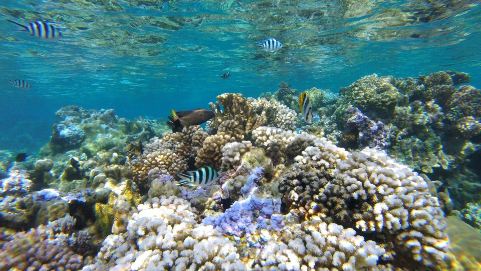 Korallengarten in der Lagune von Bora Bora