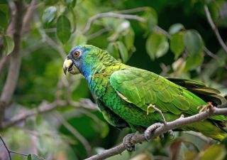 Grüner Papagei im dichten Dschungel von Dominica