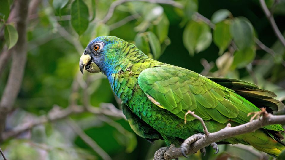 Grüner Papagei im dichten Dschungel von Dominica