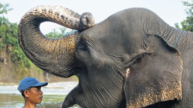 Sumatra-Elefant in Tangkahan