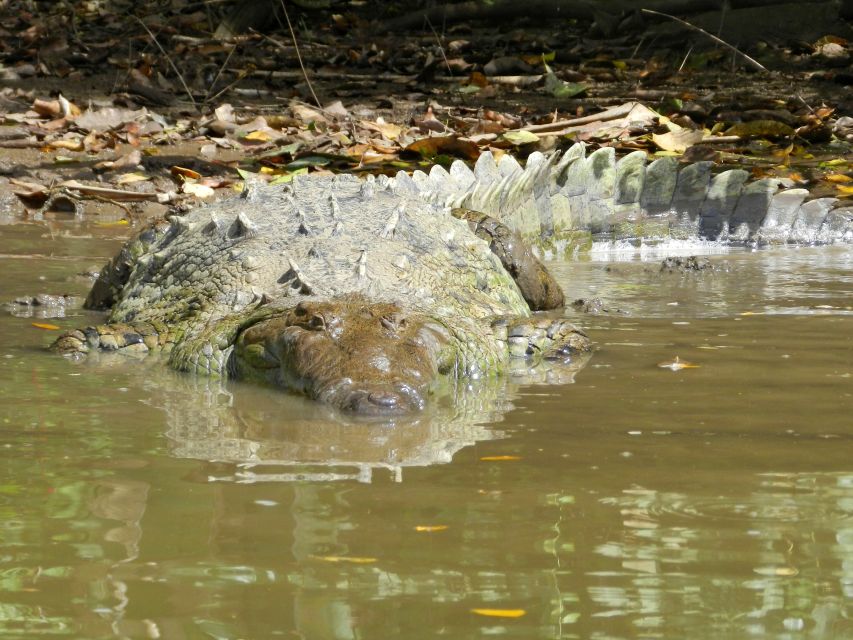 Krokodil am Rio San Juan