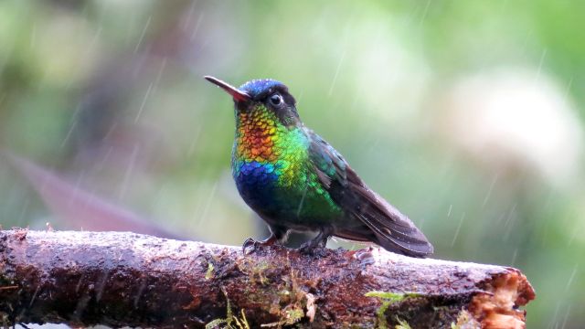 Regenbogenfarbener Kolibri