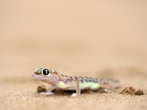 Putziger Gecko, Living Desert Tour, Swakopmund