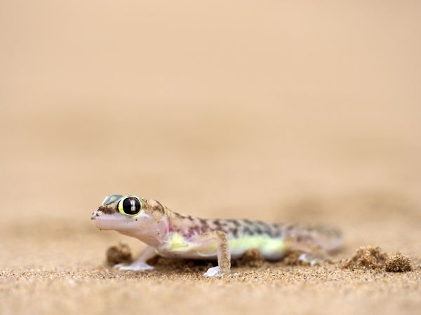 Putziger Gecko, Living Desert Tour © Diamir