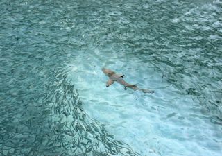Riffhai vor den Malediven
