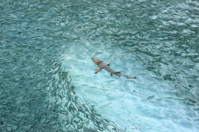 Riffhai vor den Malediven © Diamir
