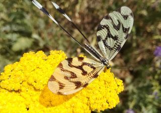 Insektenvielfalt in Armenien