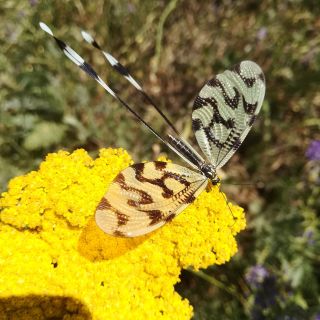 Insektenvielfalt in Armenien