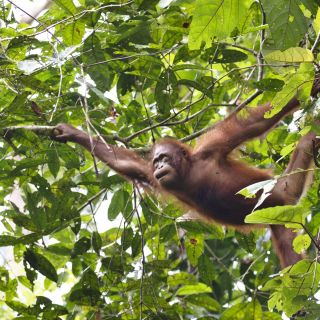 Orang-Utans sind geschickte Kletterer