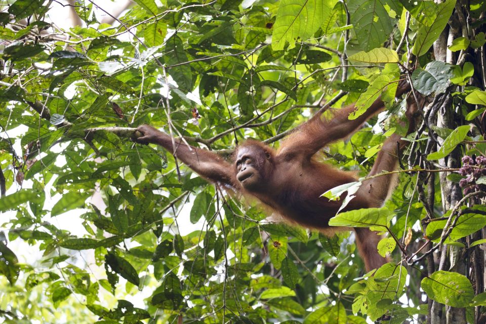 Orang-Utans sind geschickte Kletterer