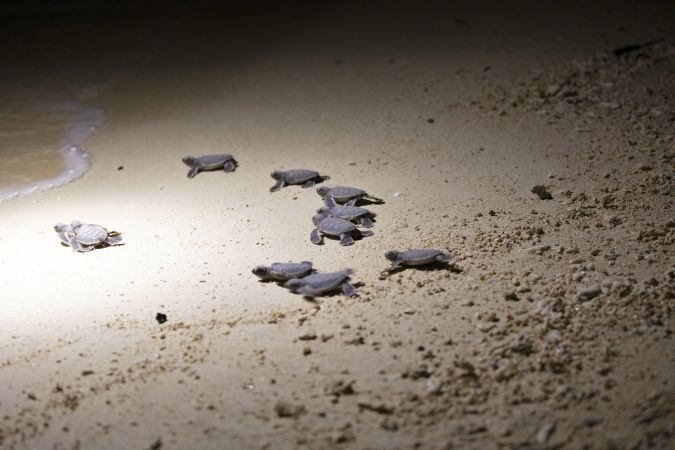 Geschlüpfte Meeresschildkröten auf Selingan Island © Diamir
