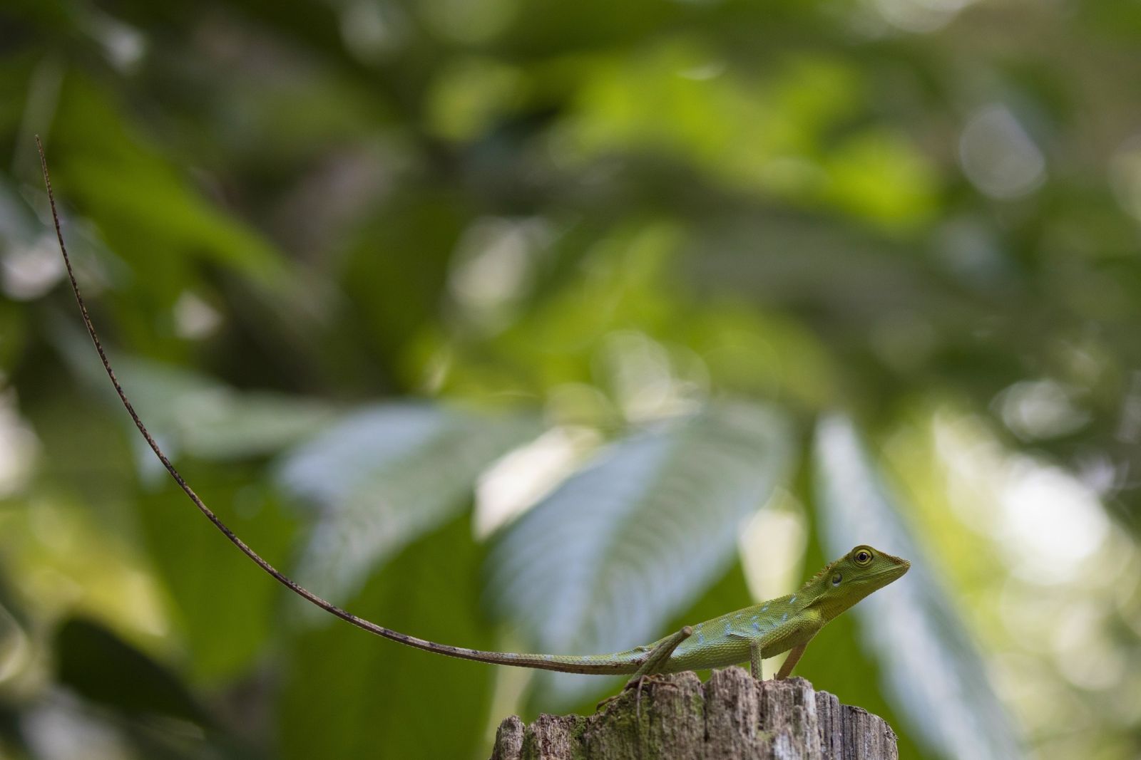 Der Schwanz des Borneo-Langschwanzagame macht bis zu 75% der Körperlänge aus.