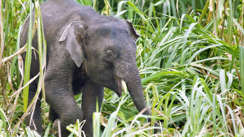Elefanten Jungtier in Malaysia