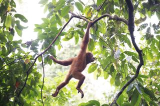 Hangelnd bewegen sich Orang-Utans durch den dichten Dschungel.