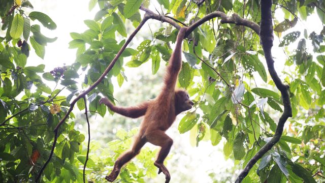 Hangelnd bewegen sich Orang-Utans durch den dichten Dschungel.