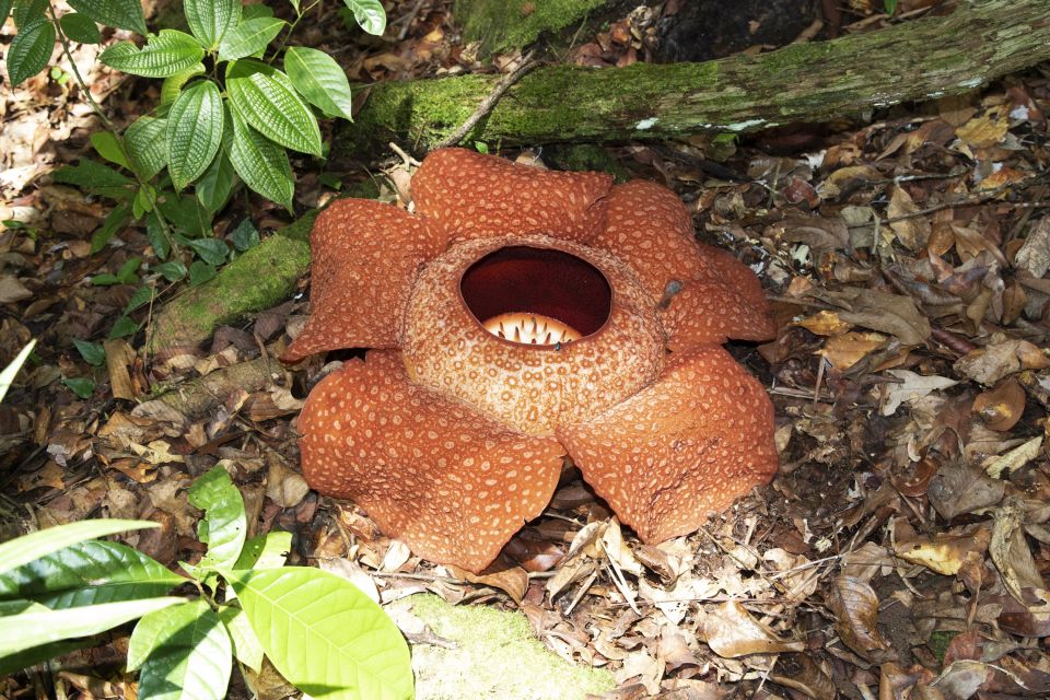 Rafflesia Arnoldii – die größte Blume der Welt