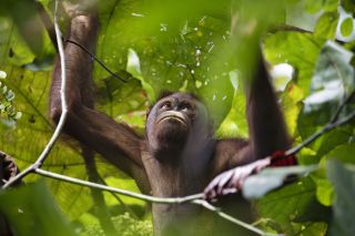 Orang-Utan im dichten Blätterdach