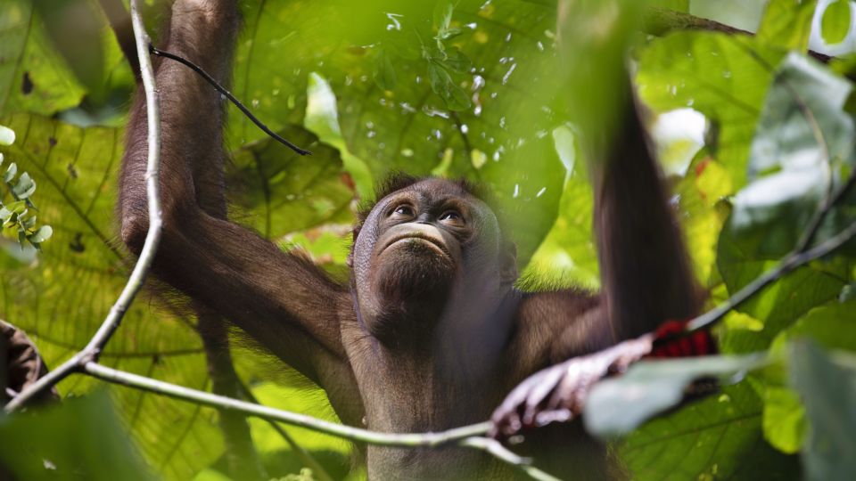 Orang-Utan im dichten Blätterdach
