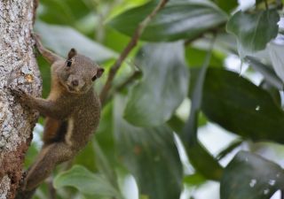 Das Borneo-Hörnchen ist ein auffällig großer Vertreter seiner Art