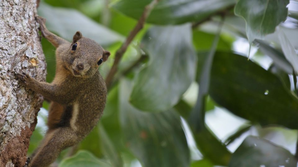Das Borneo-Hörnchen ist ein auffällig großer Vertreter seiner Art