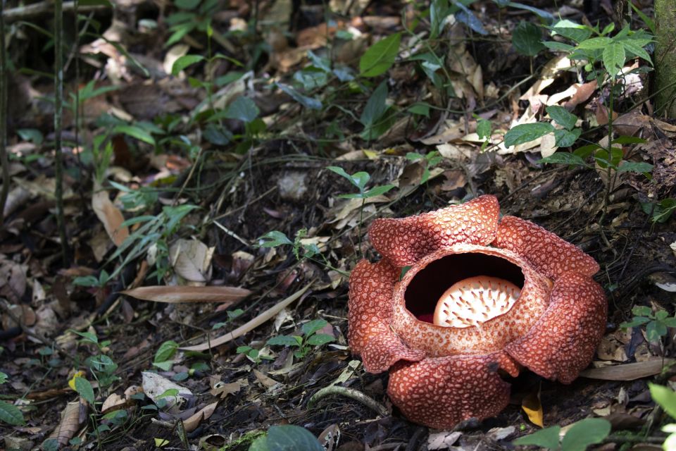 Die Rafflesia Arnoldii blüht nur für wenige Tage
