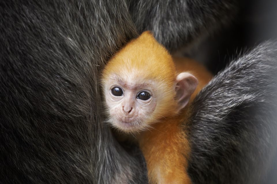 Jungtiere der Silver Leaf Monkeys kommen orangefarben zur Welt.