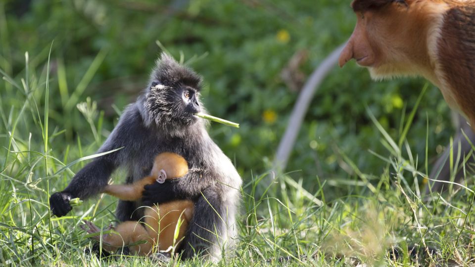 Silver Leaf und Dutch Monkey teilen sich ihre Lebensräume