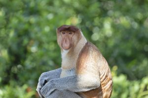 Nasenaffe - von Einhemischen liebevoll Dutch Monkey genannt