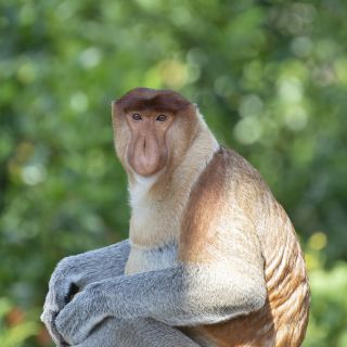 Nasenaffe – von Einhemischen liebevoll Dutch Monkey genannt