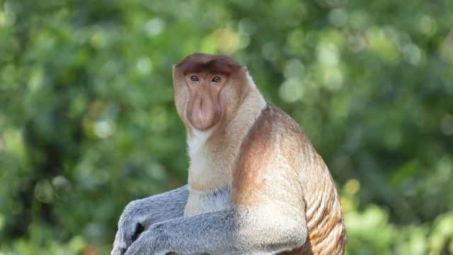 Nasenaffe - von Einhemischen liebevoll Dutch Monkey genannt