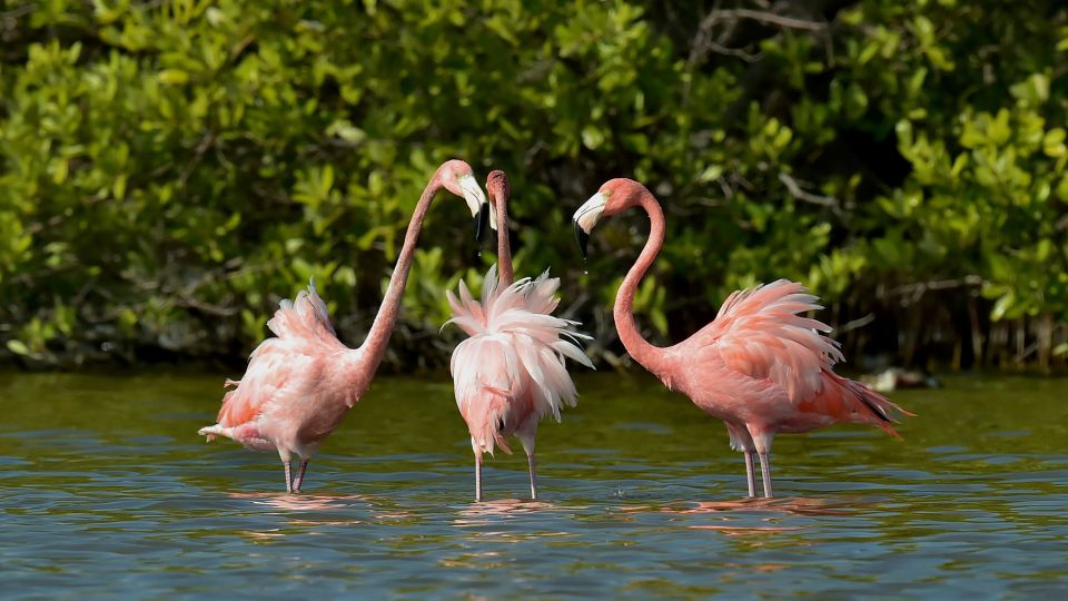 Karibische Flamingos