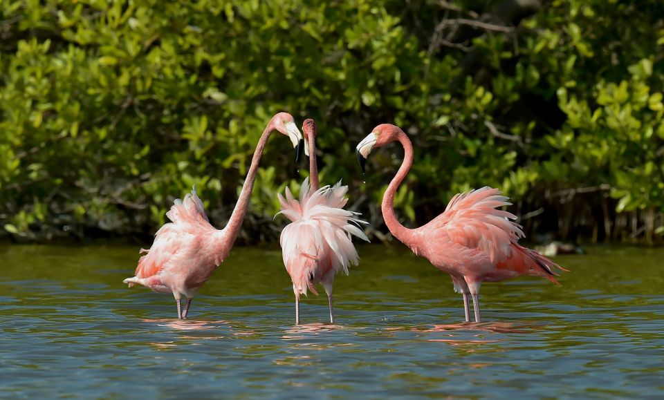 Karibische Flamingos