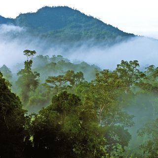 Nebelschaden am Morgen in den Bergen des Mulu-Nationalparks im Bundesstaat Sarawak auf Borneo in Malaysia