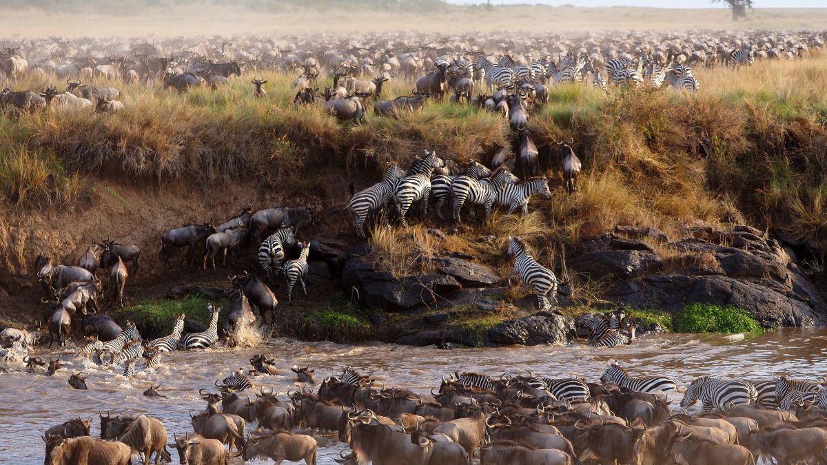 Gnus und Zebras beim Überqueren eines Flusses zwischen Serengeti und Masai Mara.