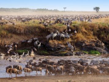 Gnus und Zebras beim Überqueren eines Flusses zwischen Serengeti und Masai Mara.