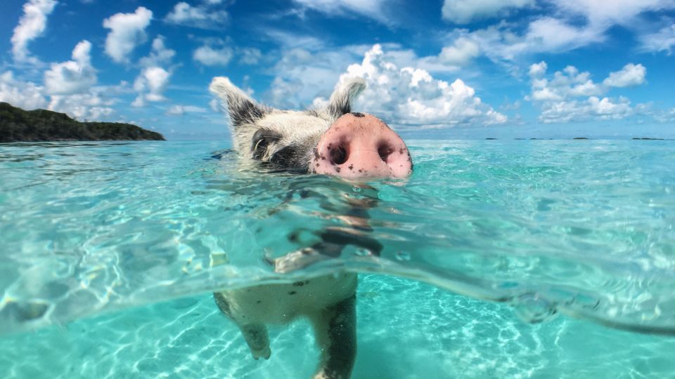 Schwimmendes Schwein auf Big Majors Cay auf den Bahamas