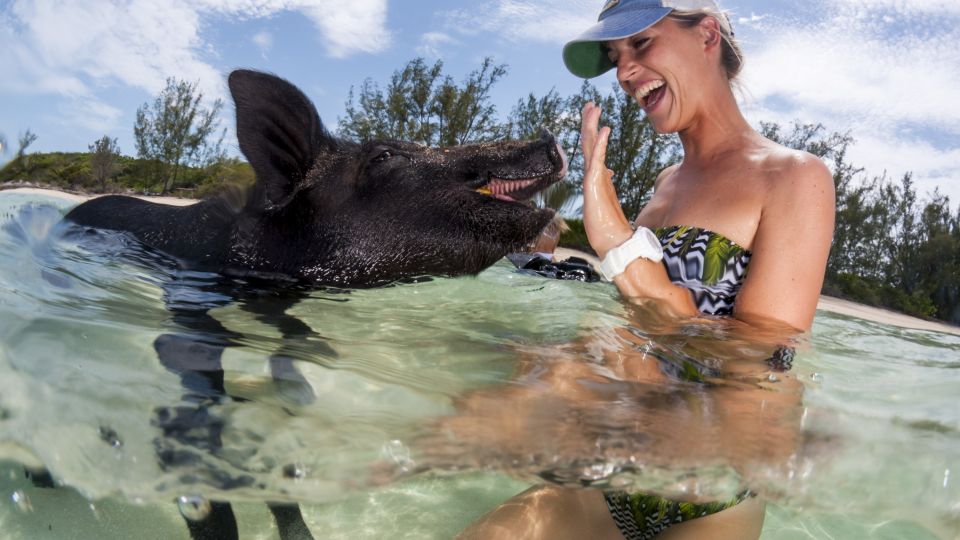 Touristenschwimmen mit den berühmten Schweinen der Bahamas