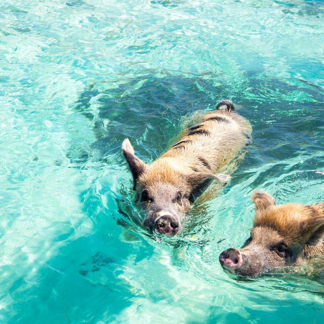 Schwimmenden Schweine auf Exumas
