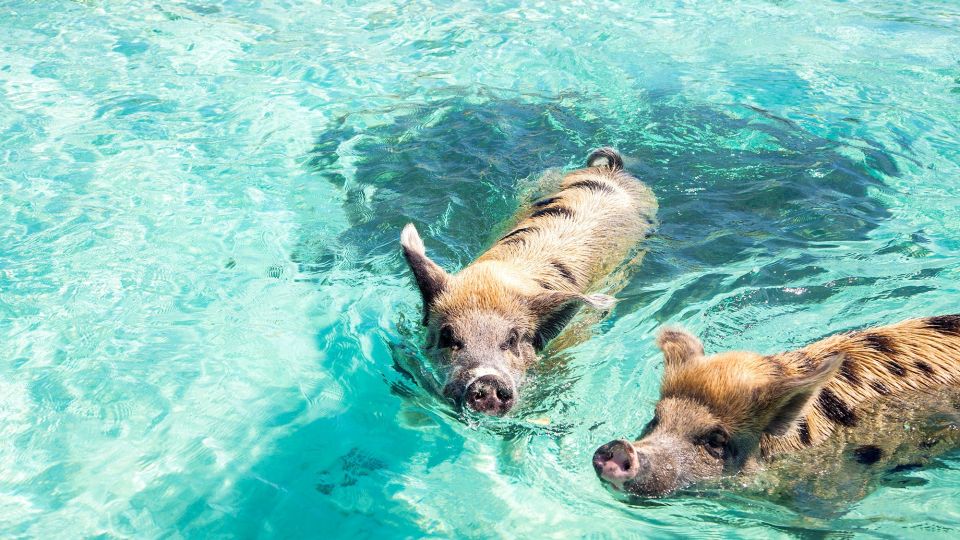 Schwimmenden Schweine auf Exumas
